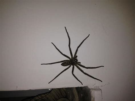 家裡有蜘蛛好嗎